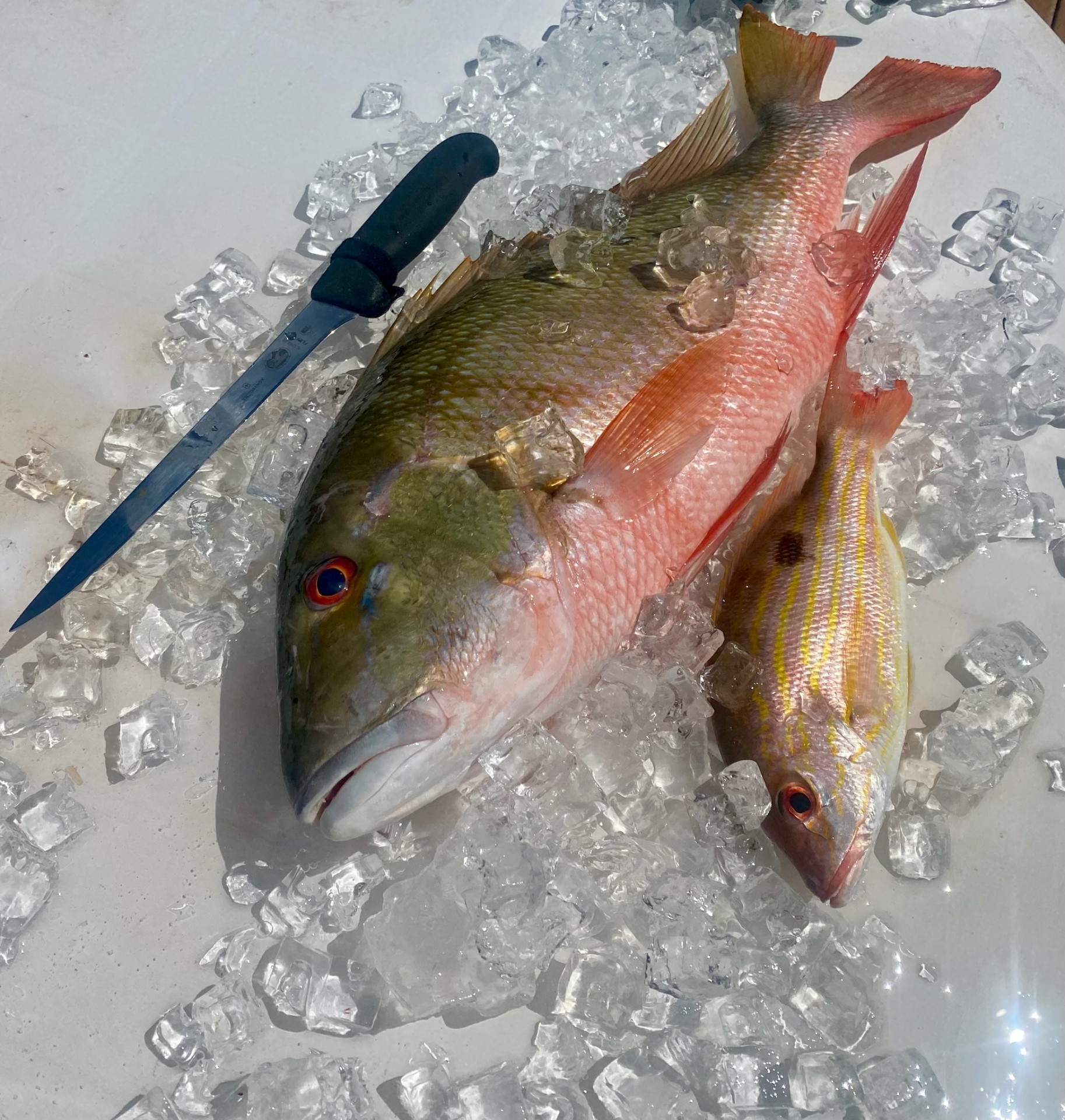 Snappers on Ice