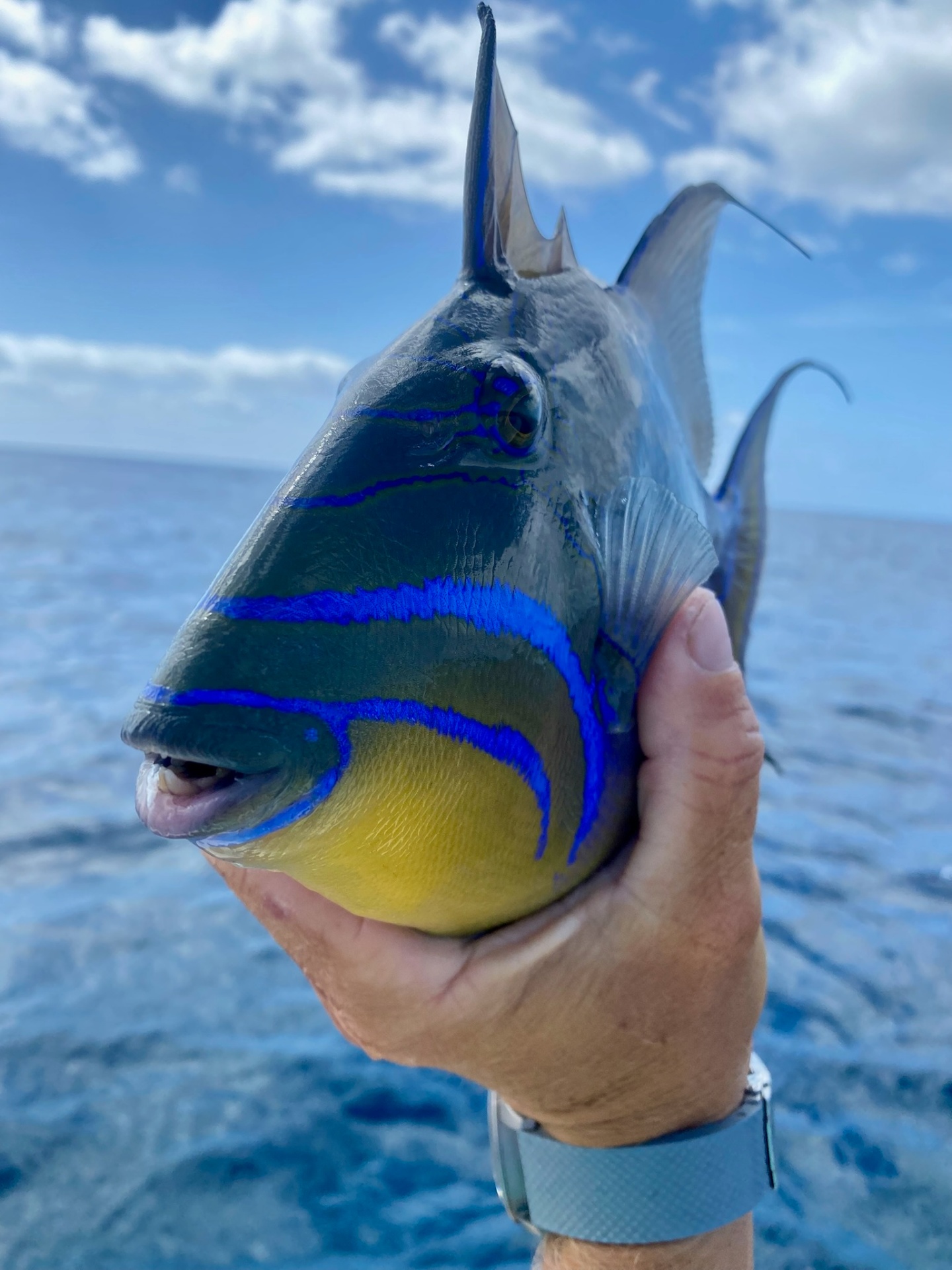 Triggerfish Detail