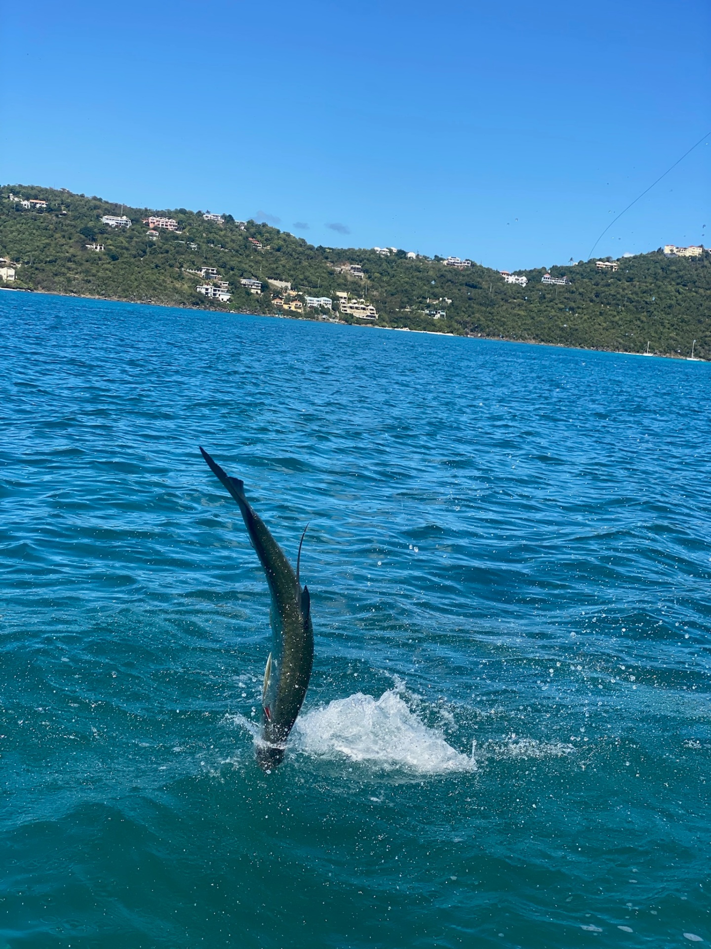 Tarpon Vertical