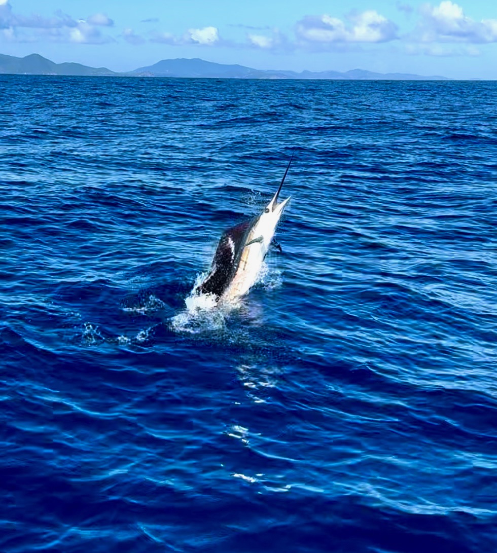 Marlin in the Air