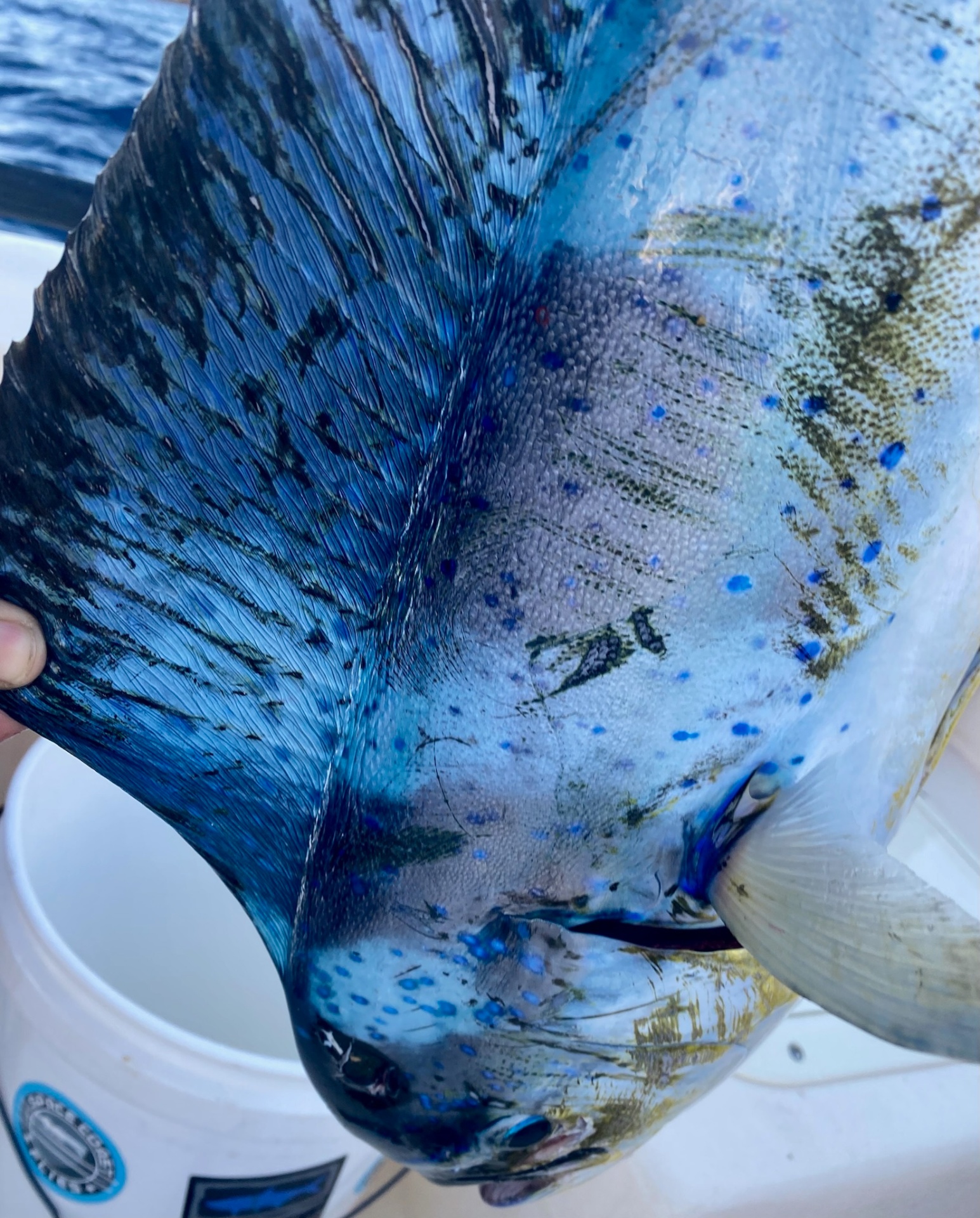 Mahi Sail Fin