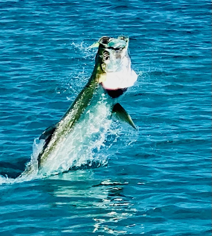 Tarpon Jump Tight