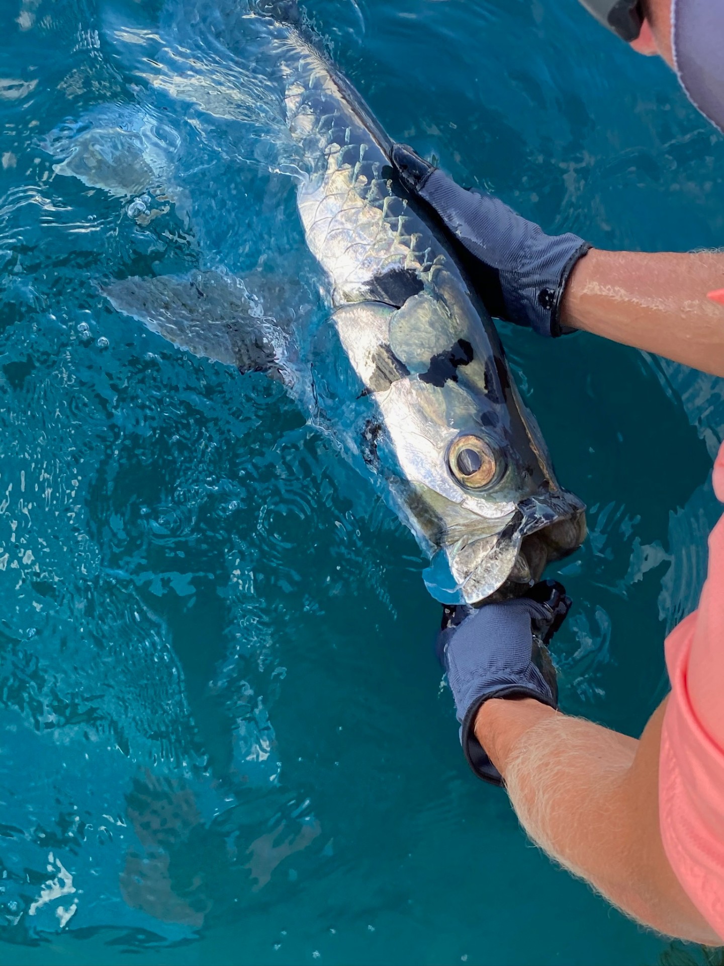 Tarpon Revive