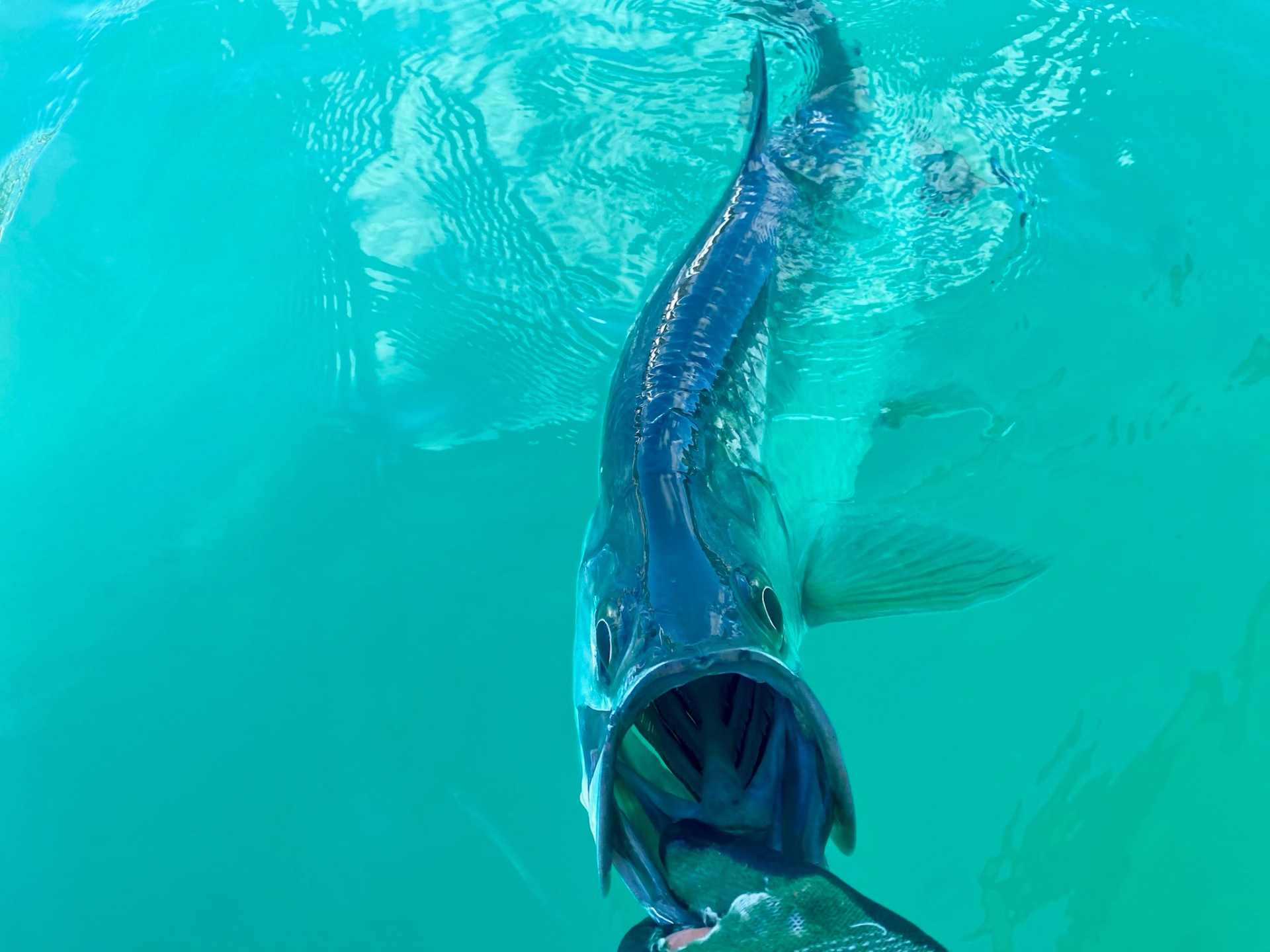 Barracuda Face-Off