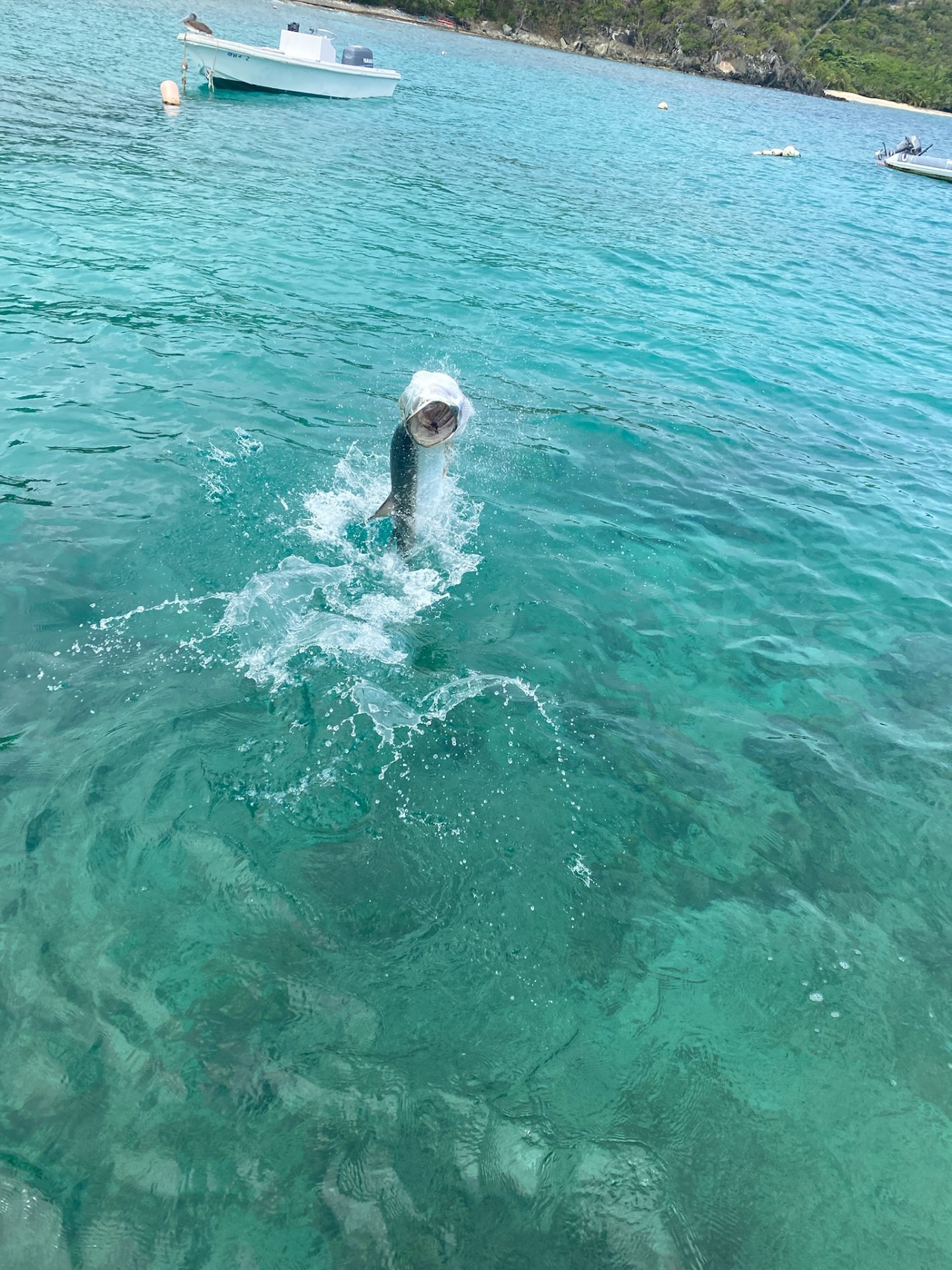 Tarpon Bay Jump