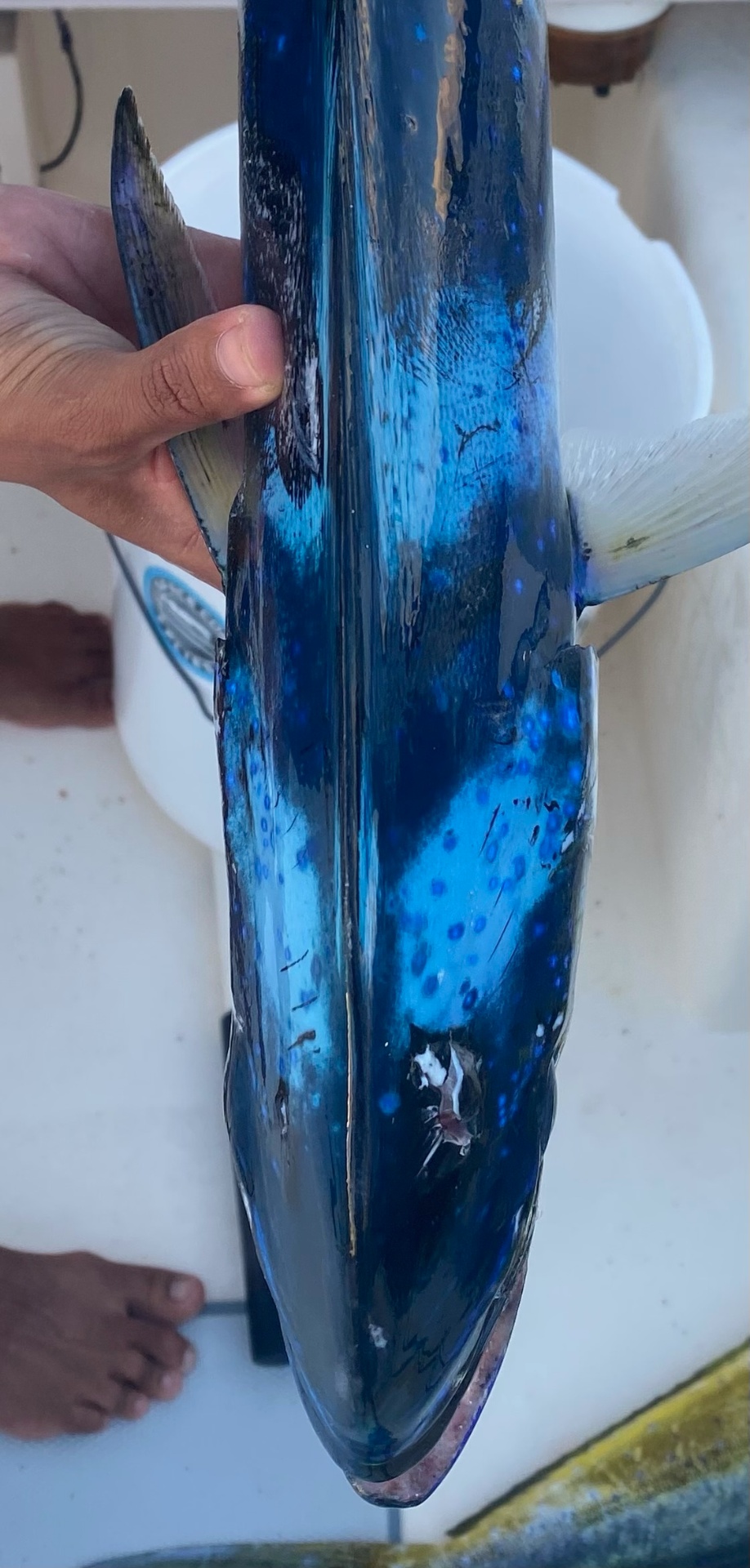 Mahi Electric Blue