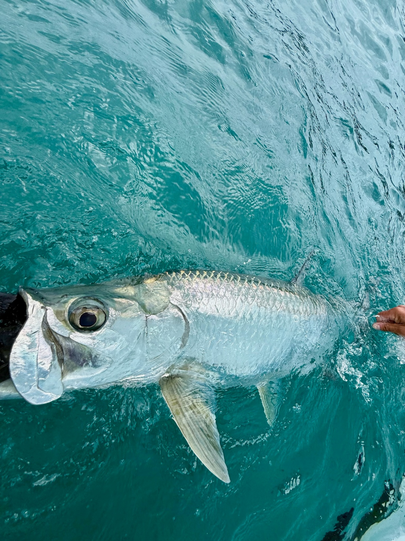Silver Release
