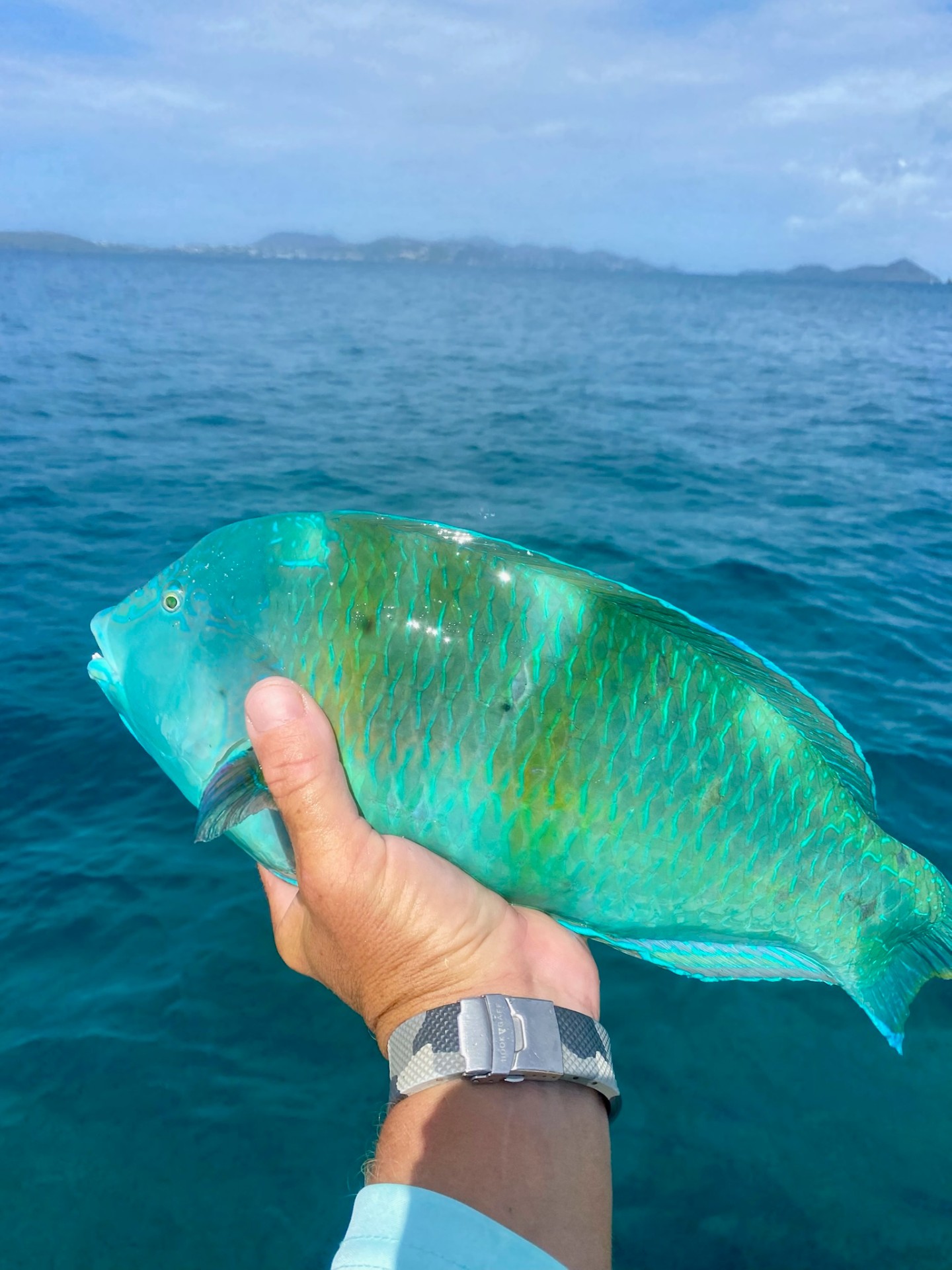 Neon Parrotfish