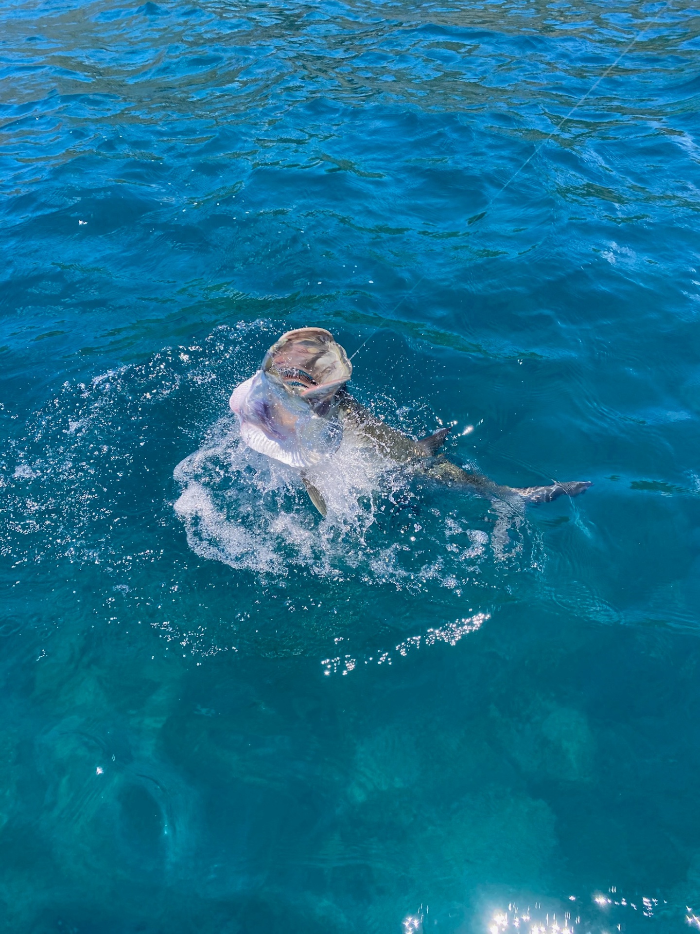 Tarpon Boatside