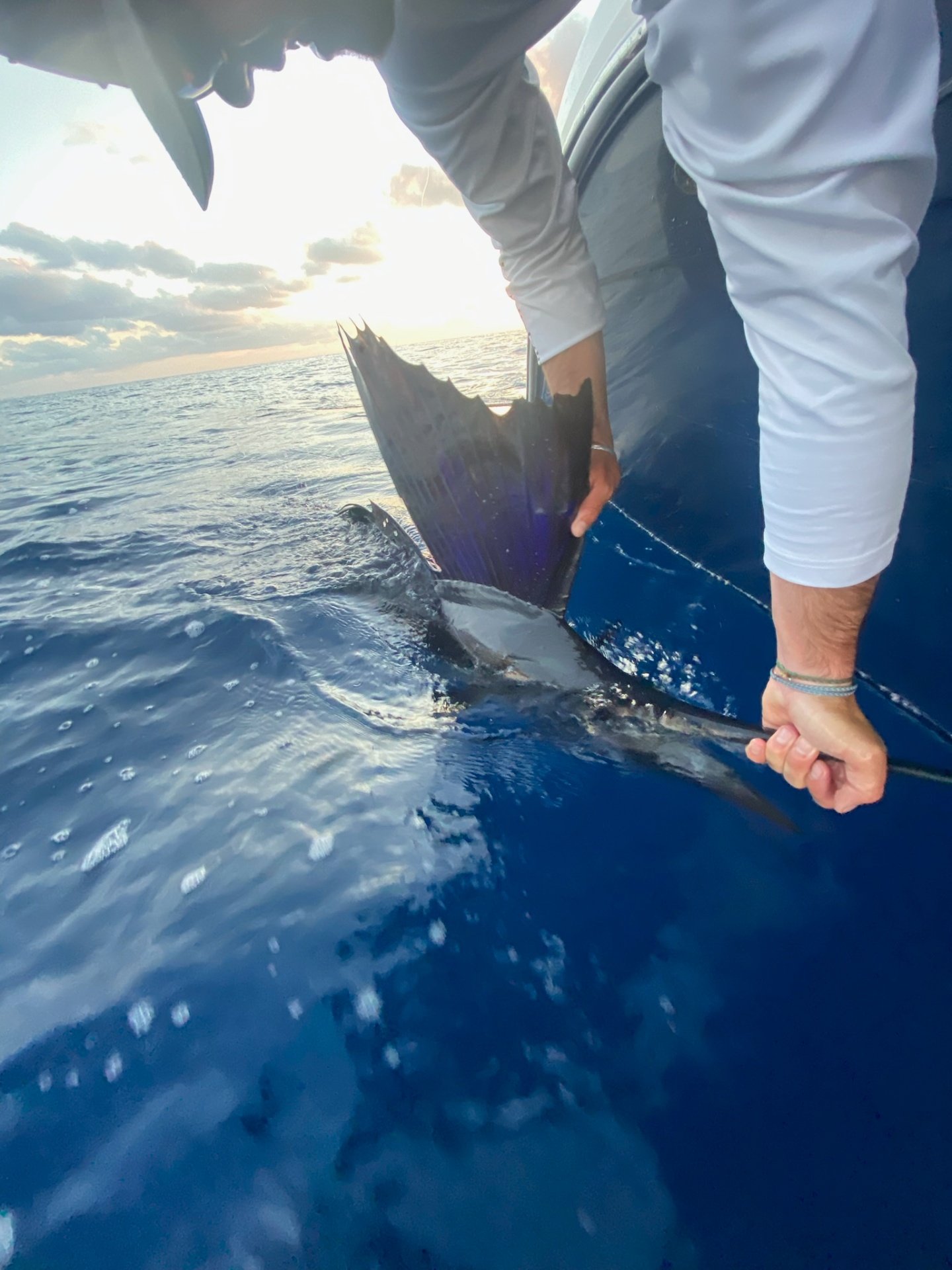Sailfish Boatside Release
