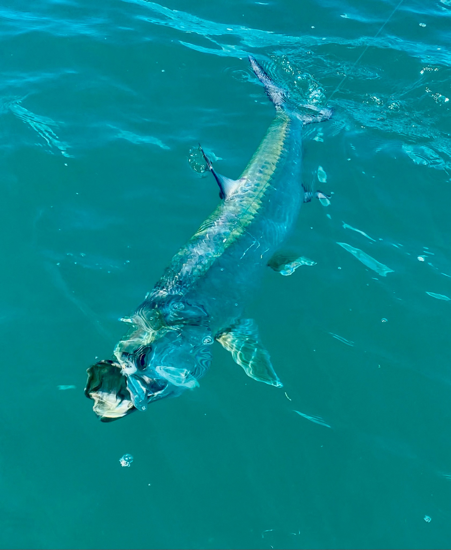 Tarpon in Glass Water