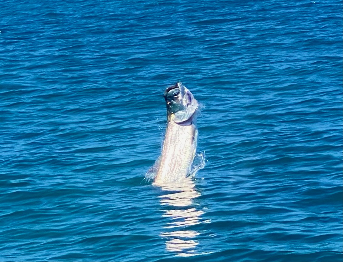 Tarpon Tail-Up