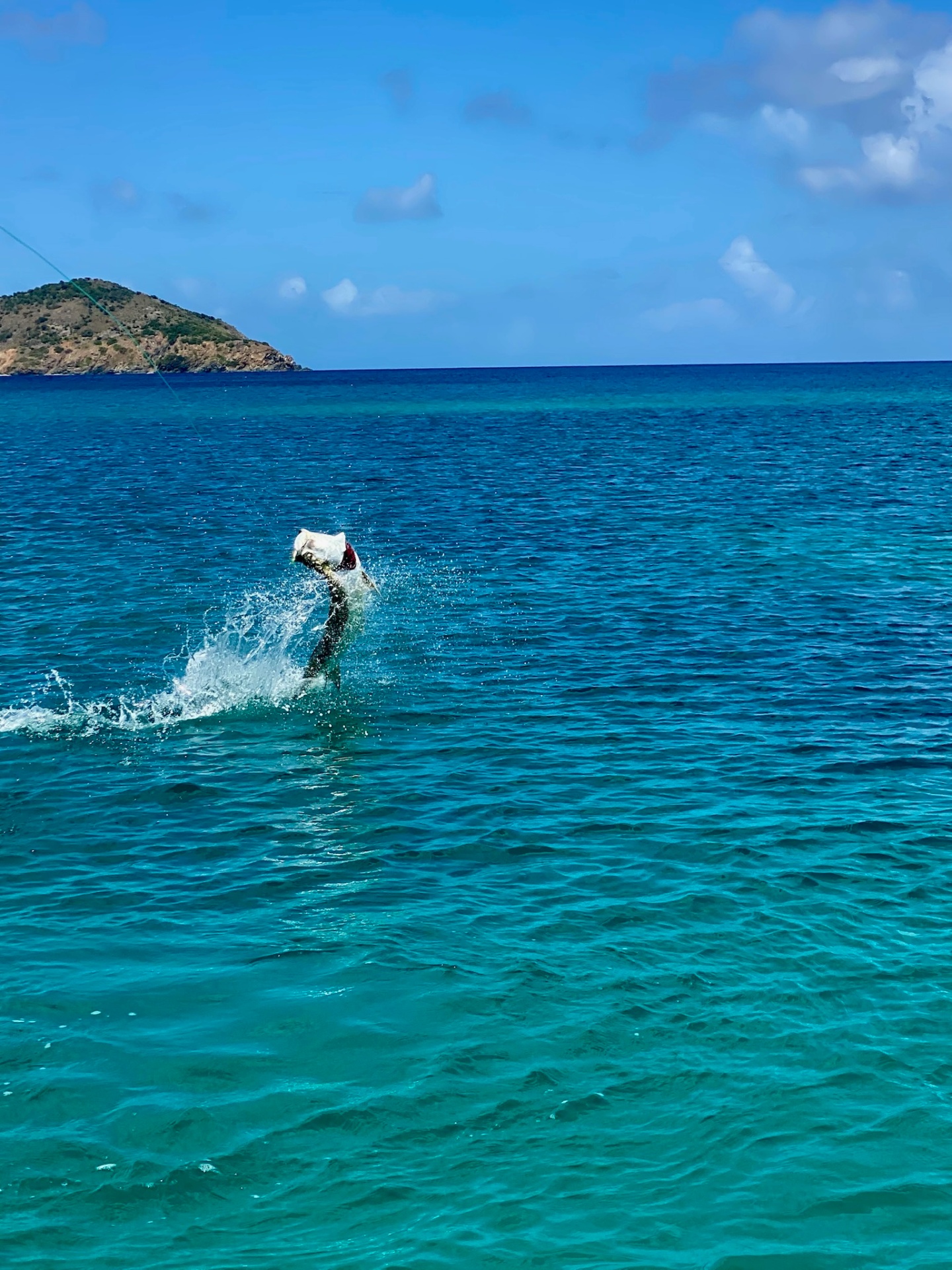 Tarpon Jump in the Cove