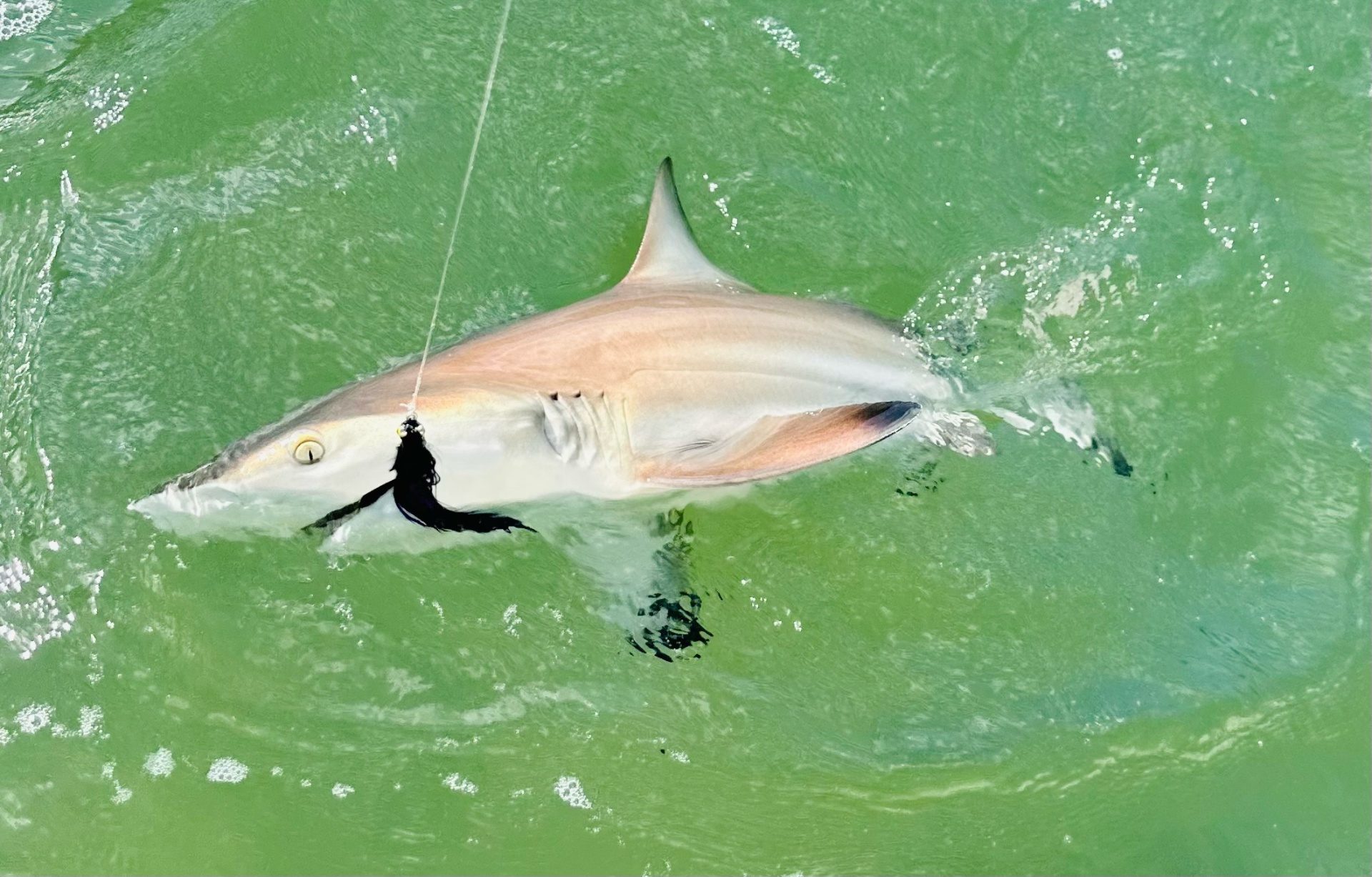 Blacktip at Boatside