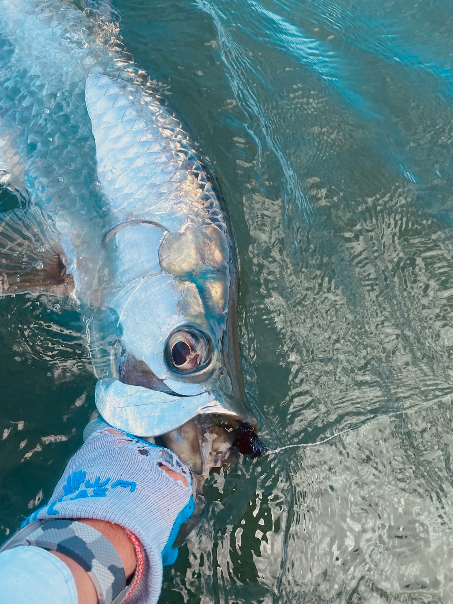 Close-up tarpon release boatside